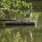 Nilgans Ganter