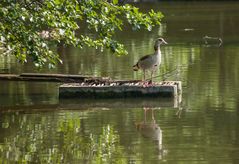 Nilgans Ganter