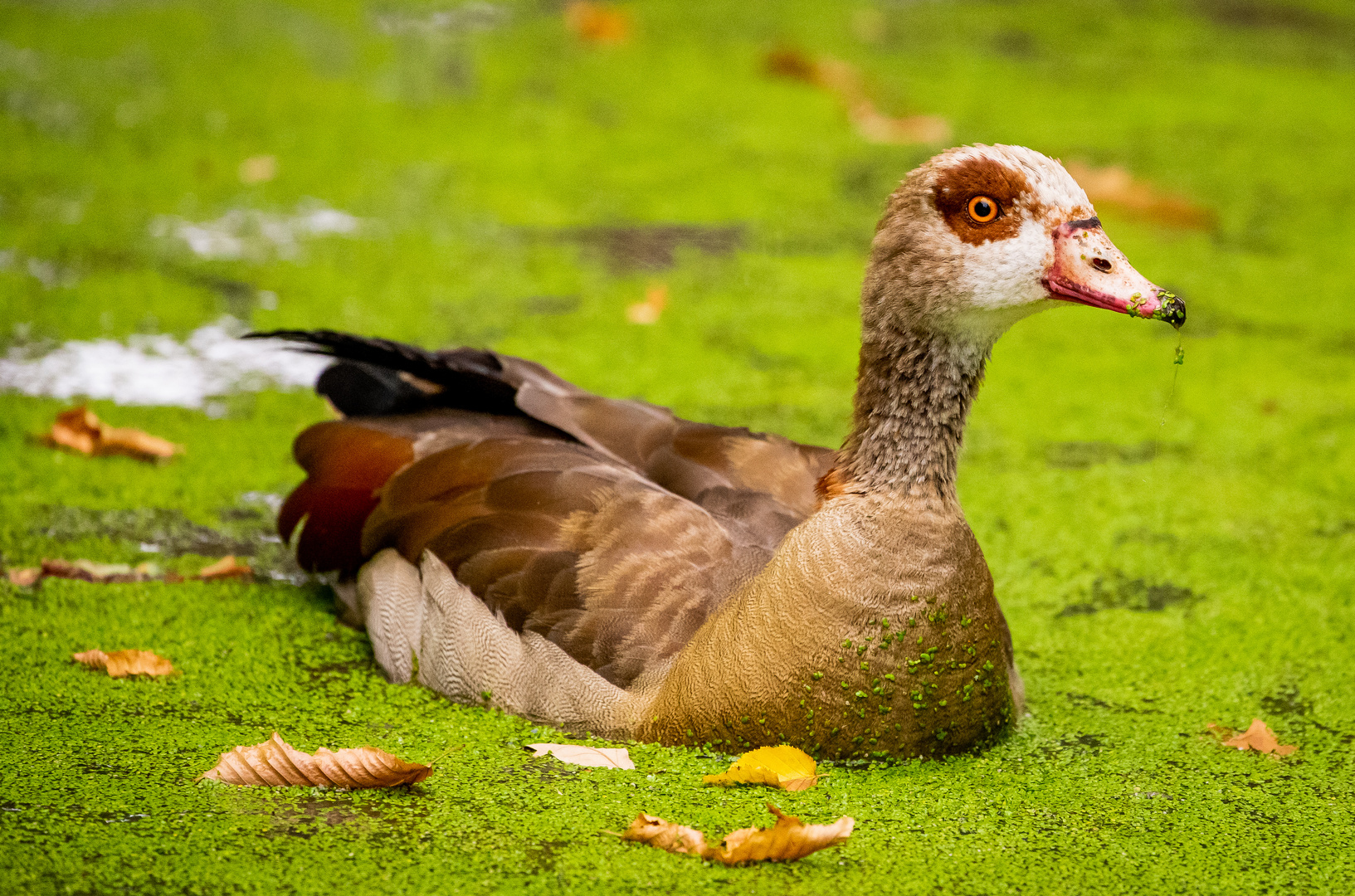 Nilgans ganz in Grütze