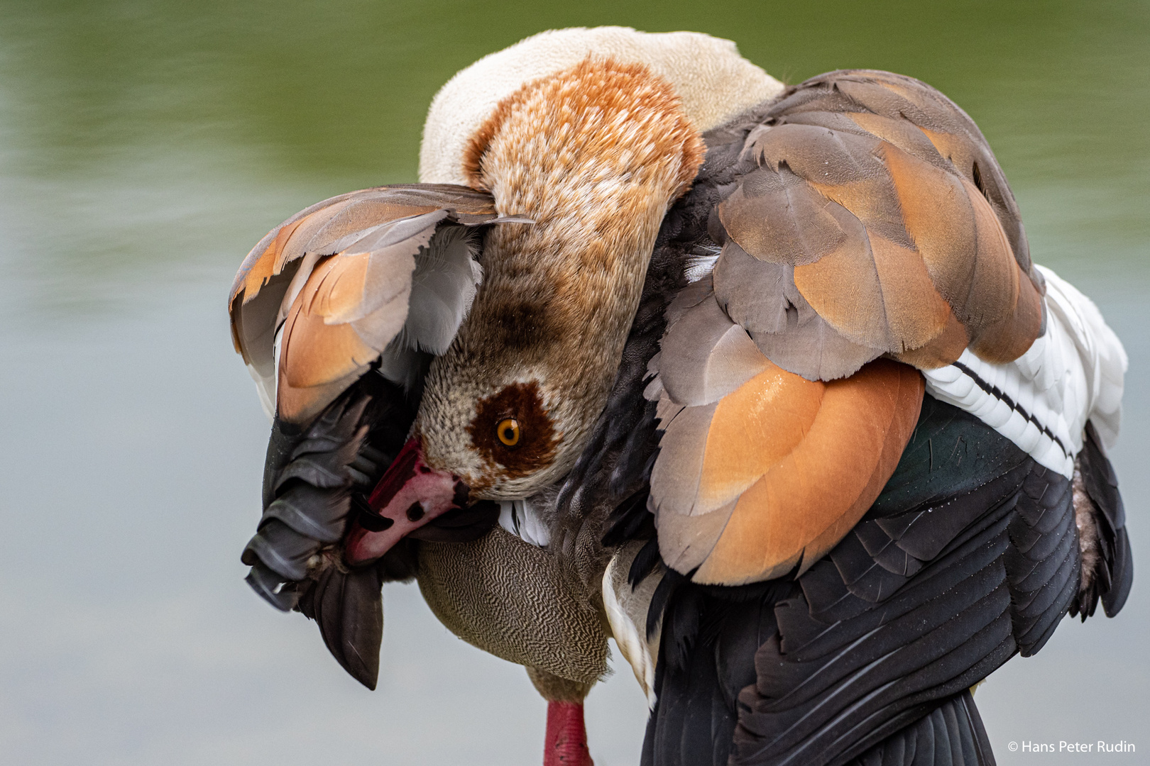 Nilgans – Gefiederpflege