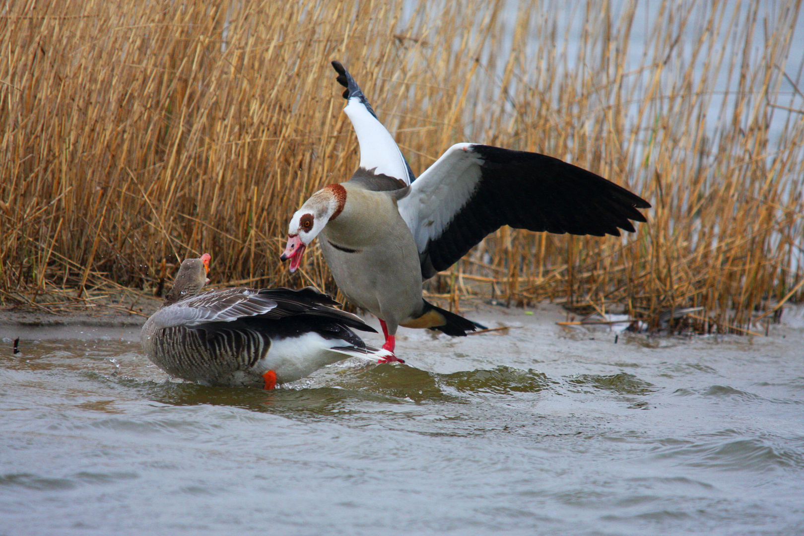 Nilgans gegen Graugans