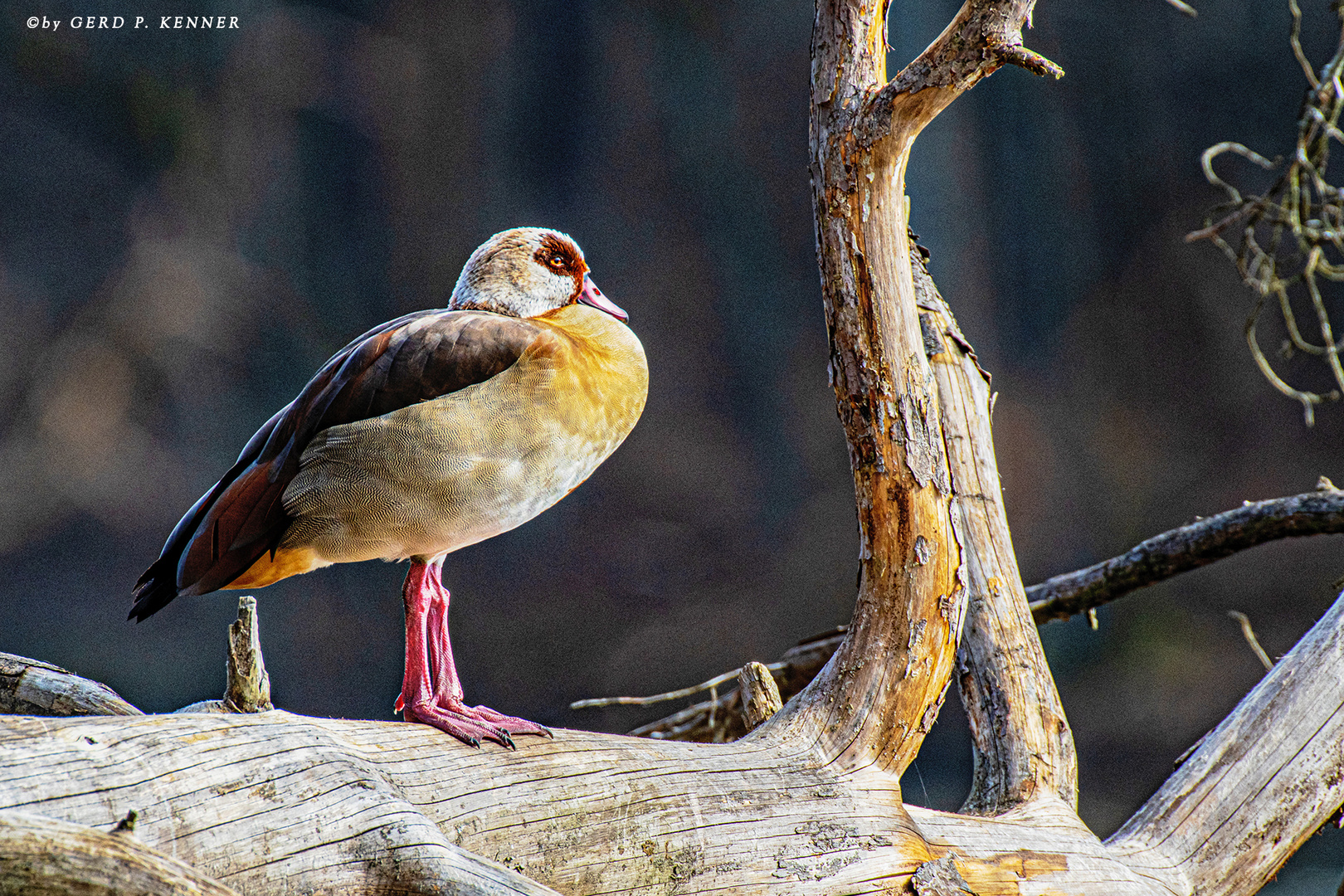 Nilgans genießt Sonnenbad