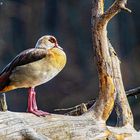 Nilgans genießt Sonnenbad