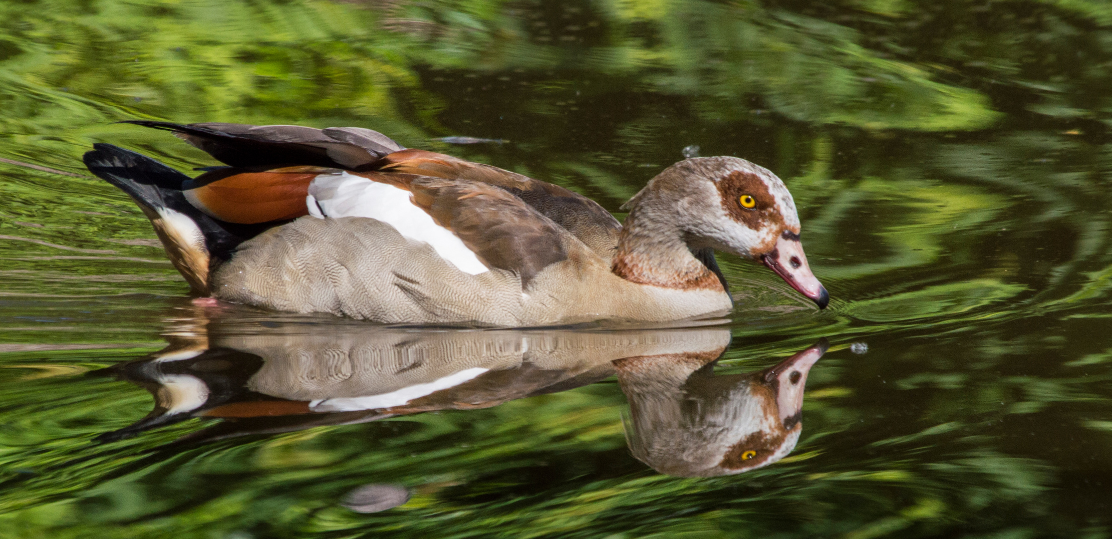 Nilgans - gespiegelt