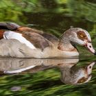 Nilgans - gespiegelt