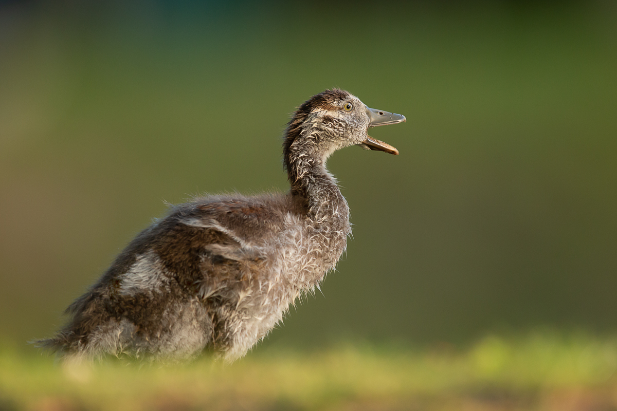 Nilgans Gössel