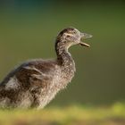 Nilgans Gössel