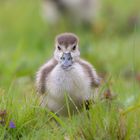 Nilgans Gössel