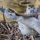 NILGANS GÖSSEL