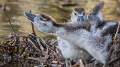 NILGANS GÖSSEL