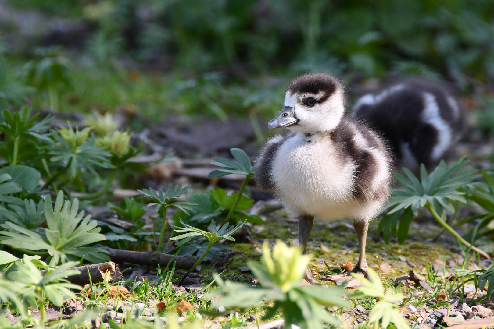 Nilgans Gössel