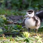 Nilgans Gössel