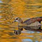 Nilgans – Gold mit Blatt