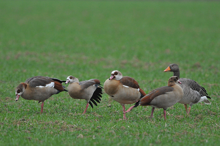 Nilgans-Graugans-Freundschaft