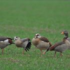 Nilgans-Graugans-Freundschaft