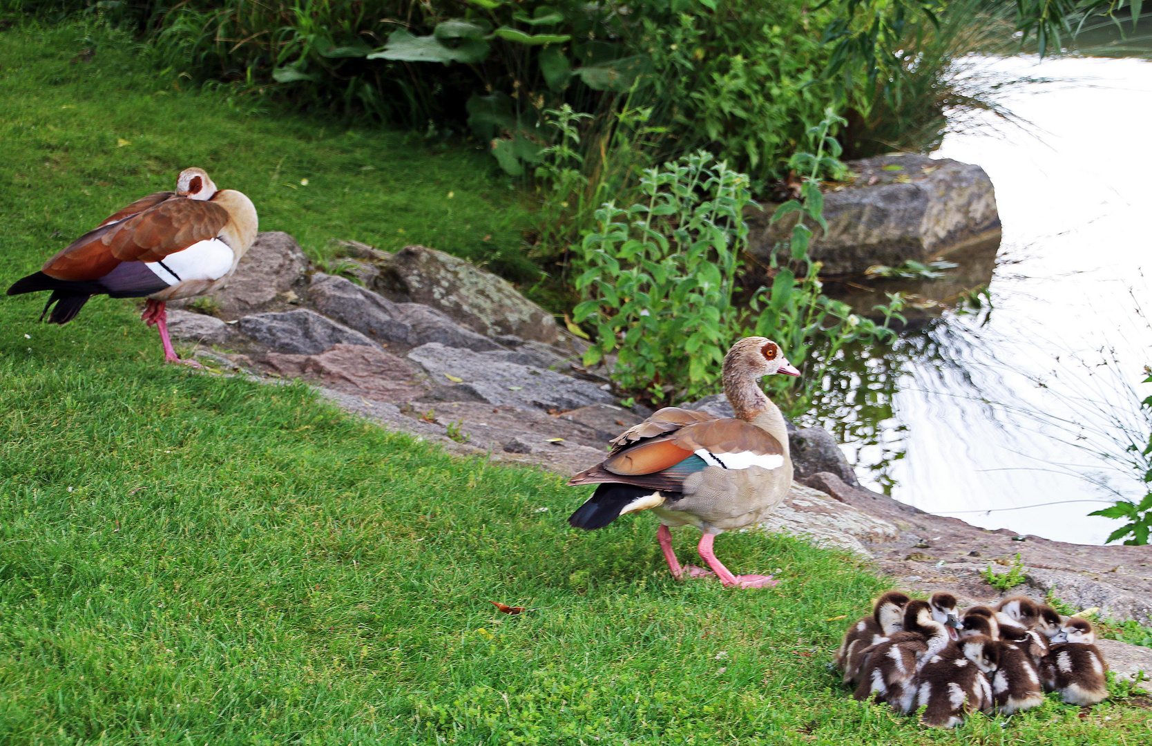 Nilgans Grossfamilie