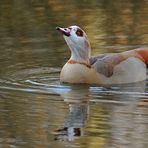 Nilgans: „Hochnäsig“ im Goldwasser