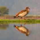 Nilgans - I