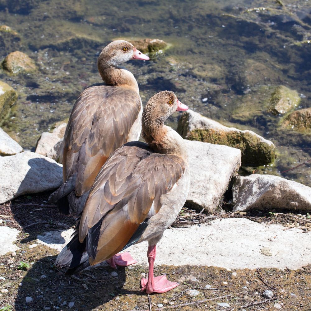 Nilgans (I)