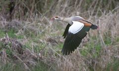 Nilgans I