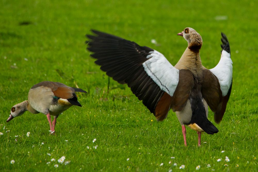 Nilgans - ich bin der Größte