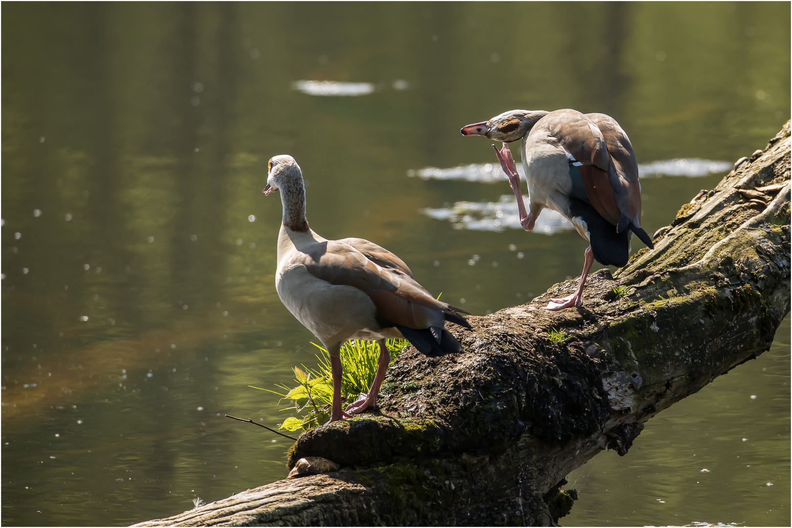 Nilgans-Idylle im morgendlichem Gegenlicht