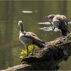 Nilgans-Idylle im morgendlichem Gegenlicht