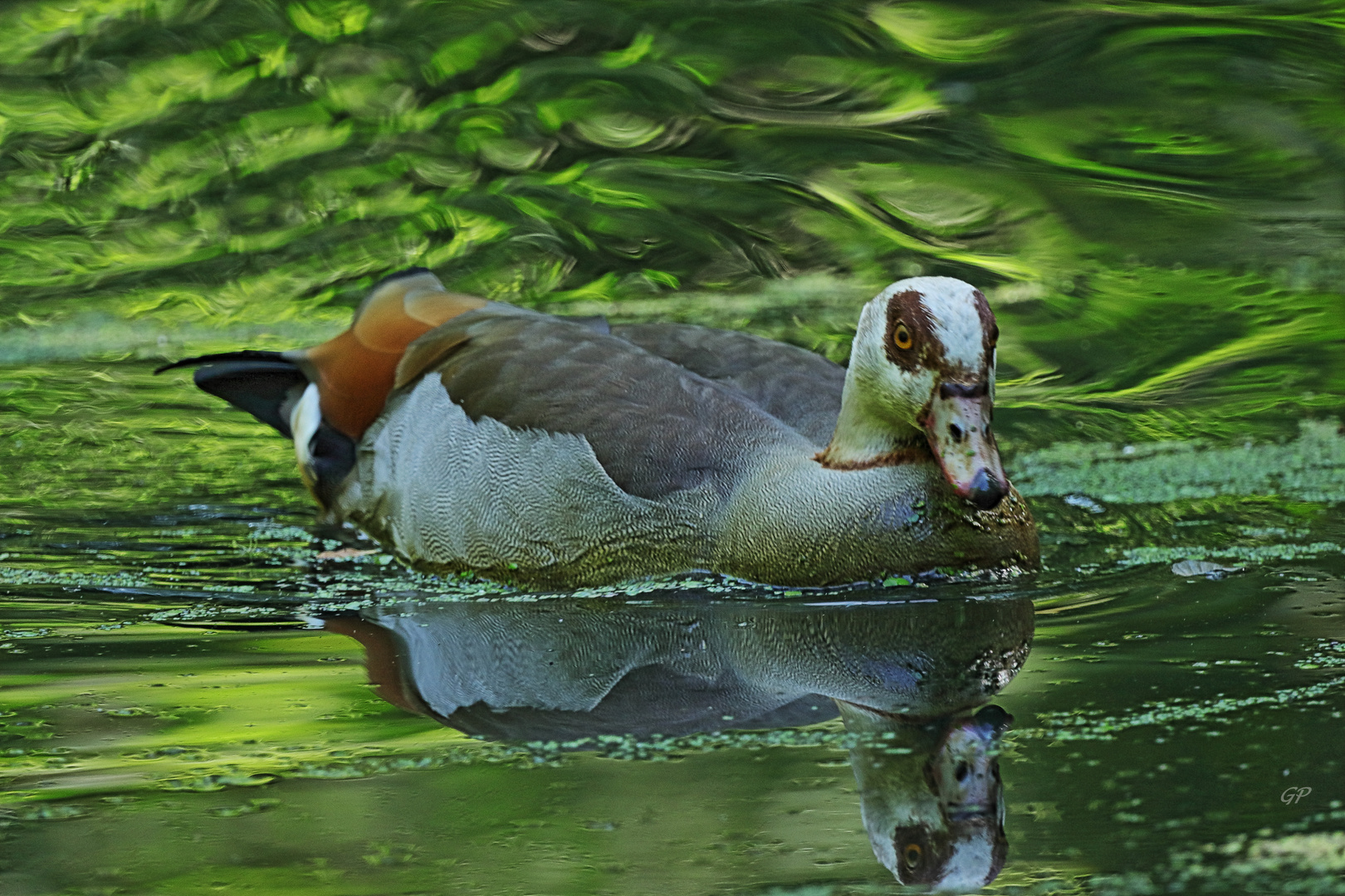 Nilgans II