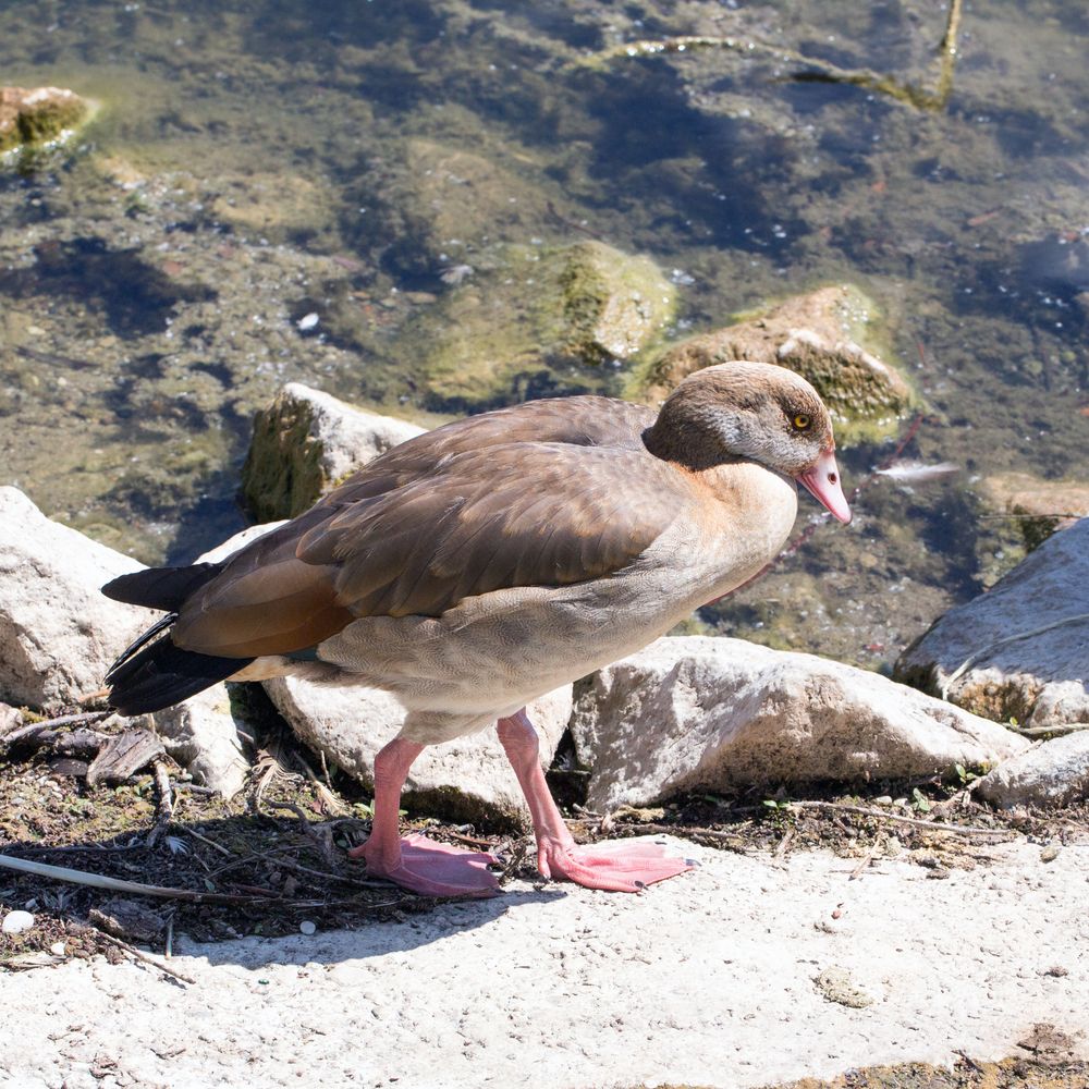 Nilgans (II)