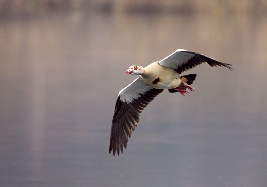 Nilgans II