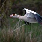 Nilgans II