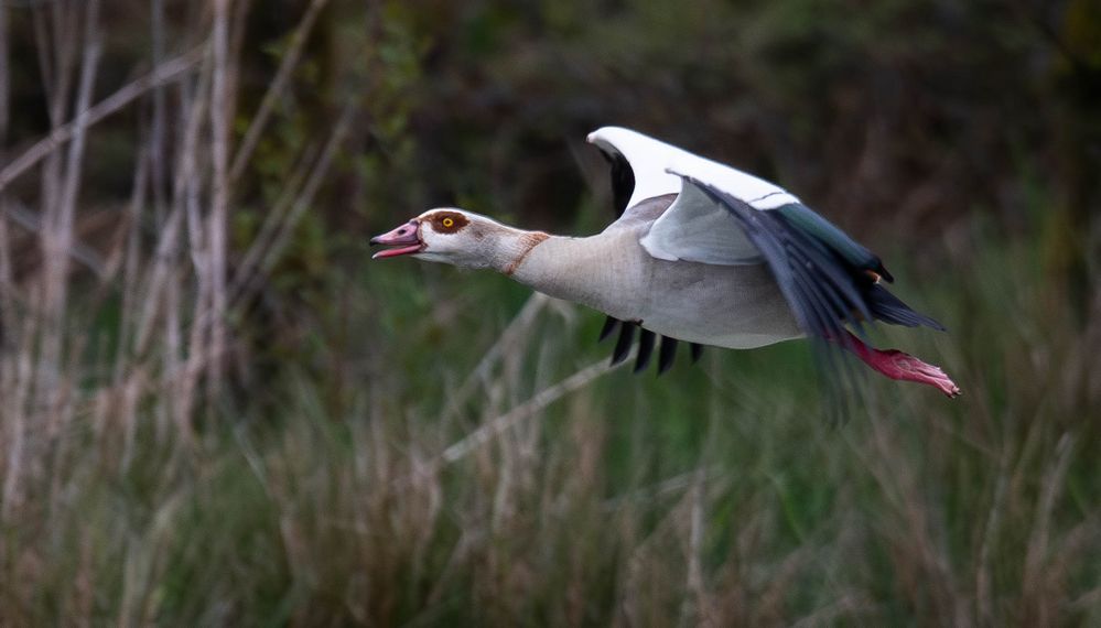 Nilgans II