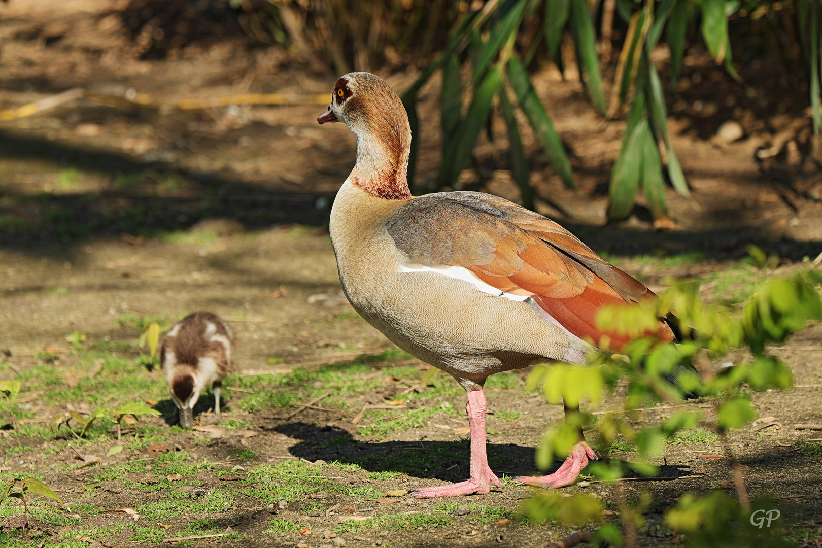 Nilgans II