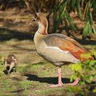 Nilgans II