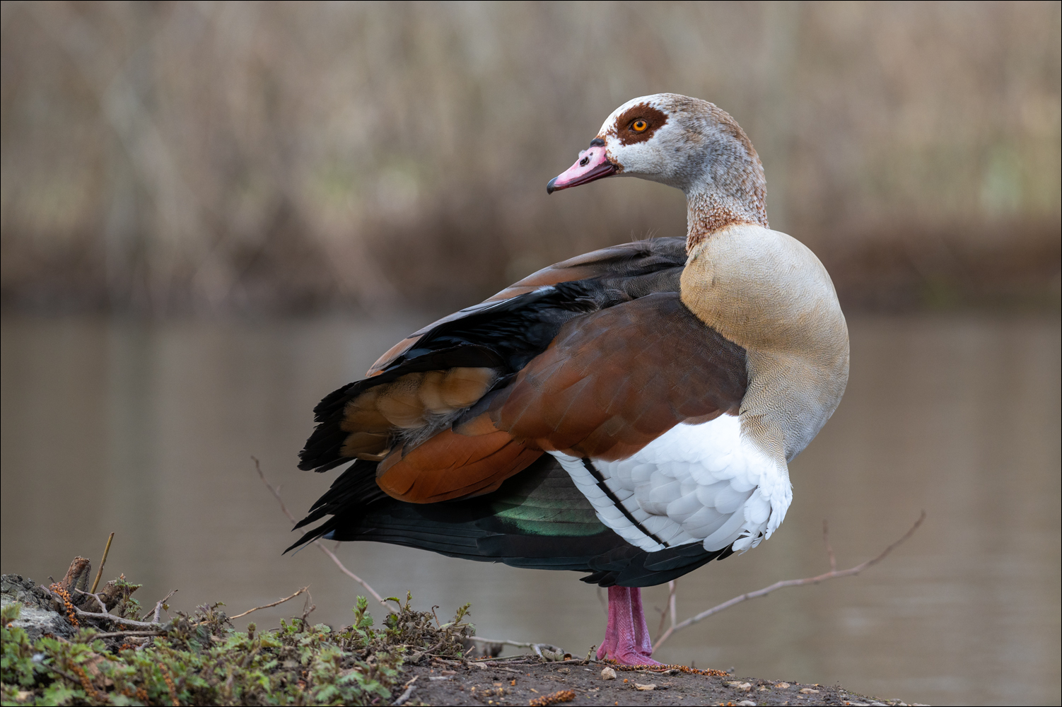 Nilgans II