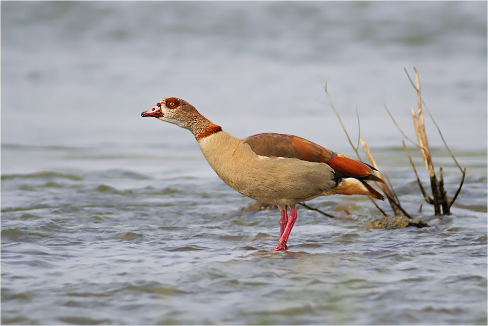 Nilgans III