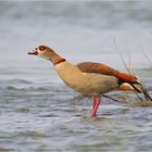 Nilgans III