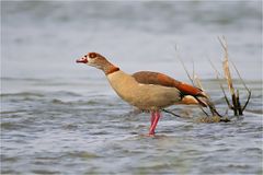 Nilgans III