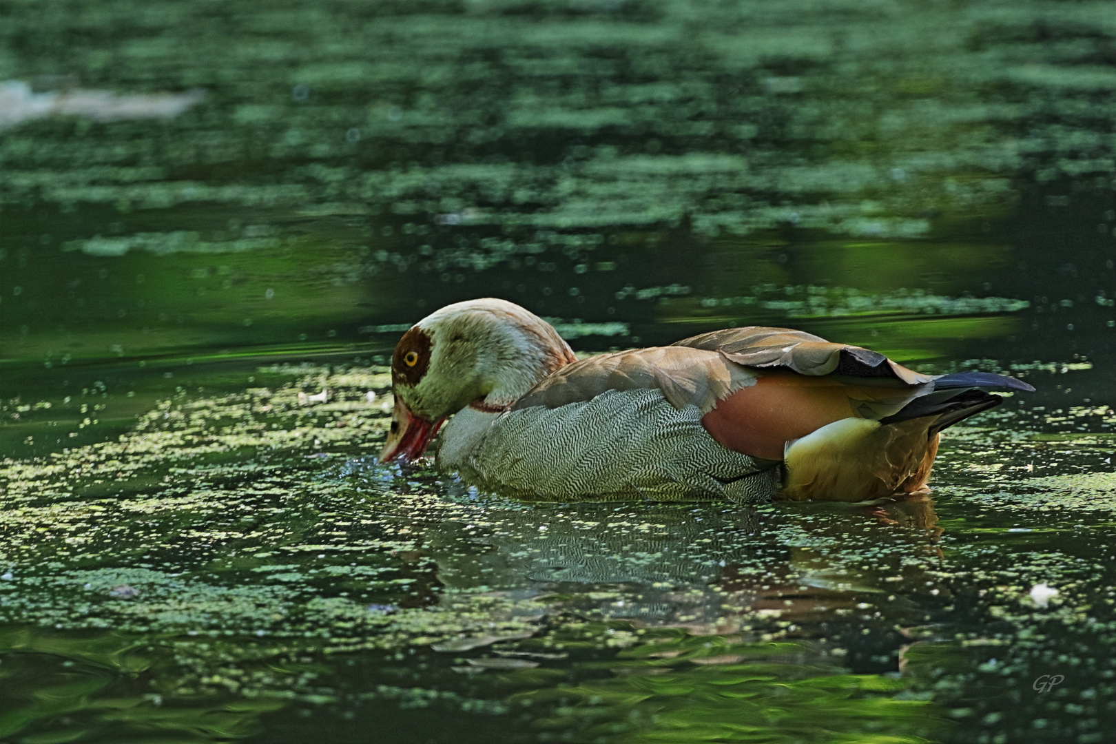 Nilgans III