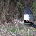 Nilgans III