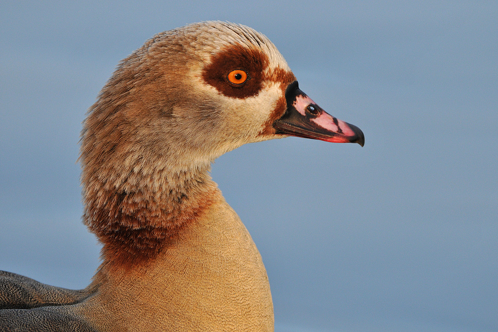 Nilgans im Abendlicht 01