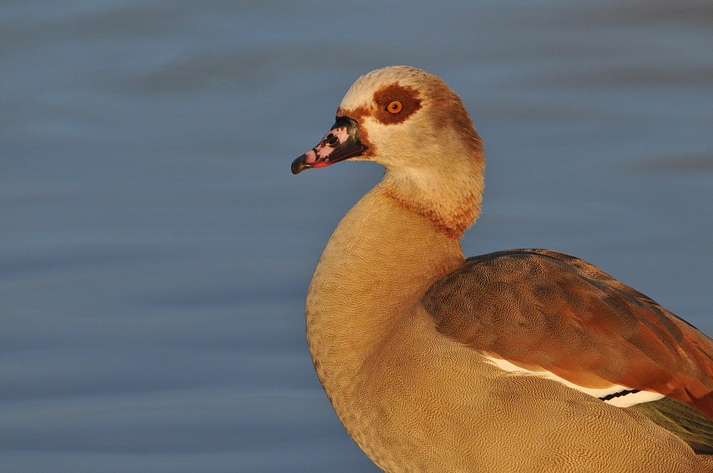 Nilgans im Abendlicht 02