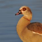 Nilgans im Abendlicht 02