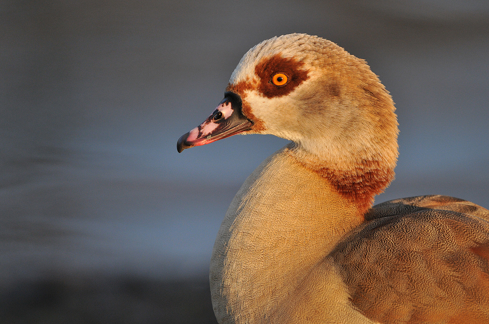 Nilgans im Abendlicht 03