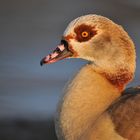 Nilgans im Abendlicht 03