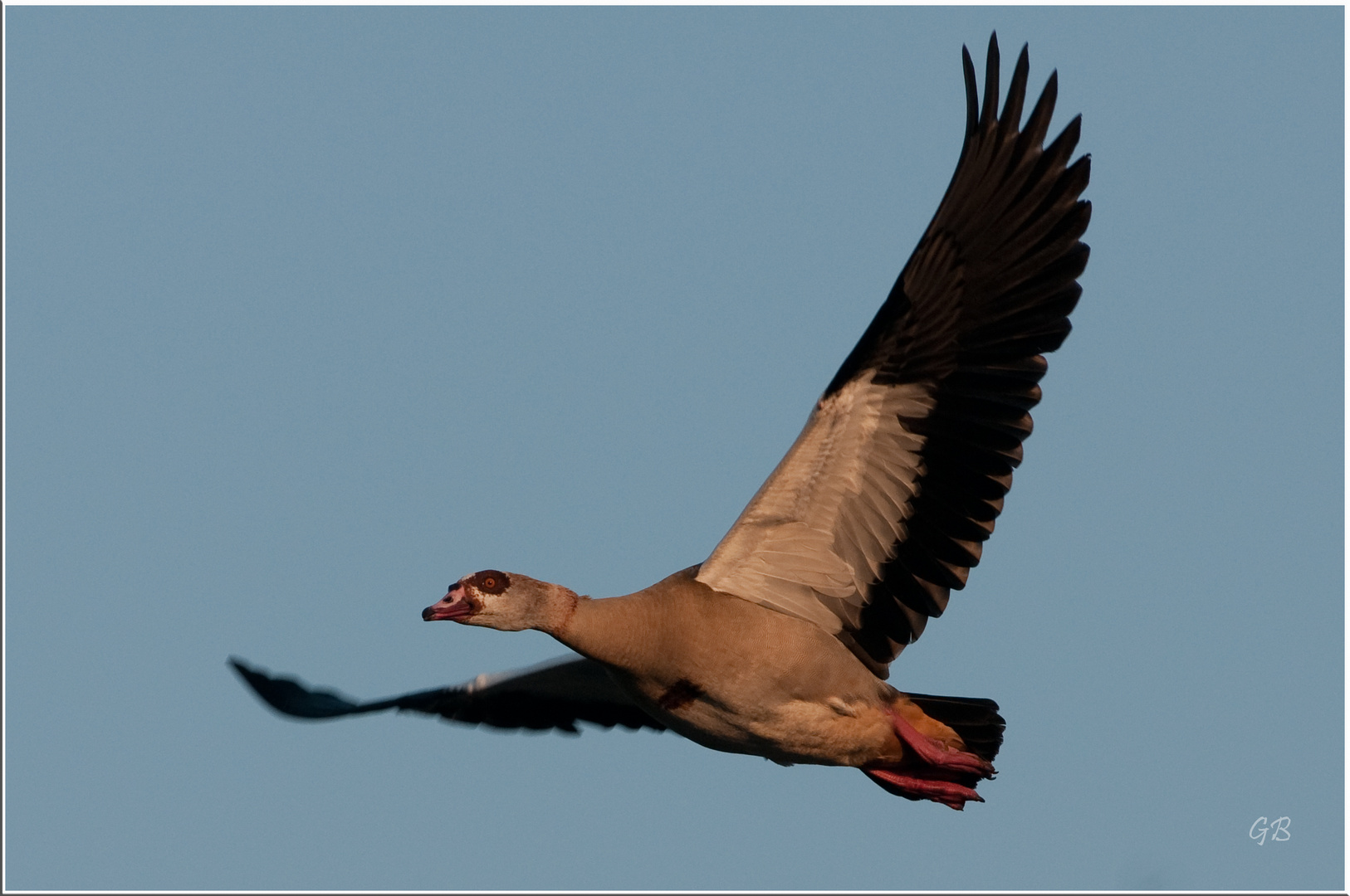 Nilgans im Abendlicht..