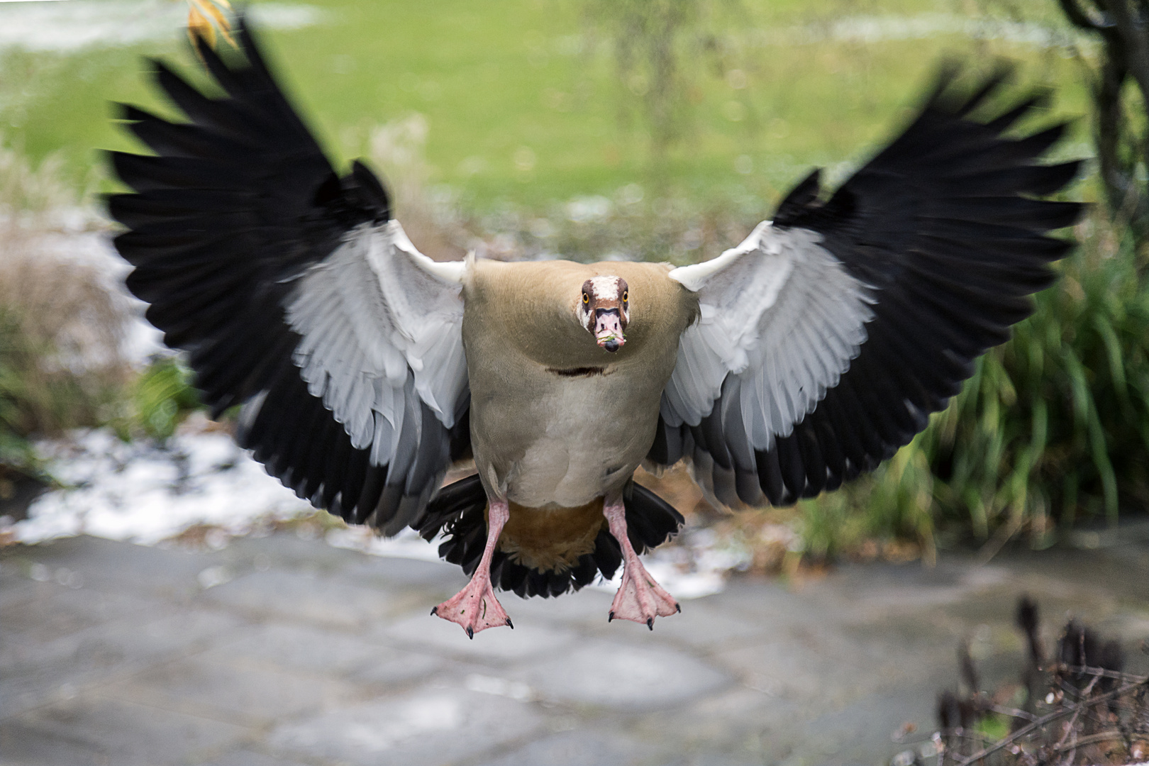 Nilgans im Anflug