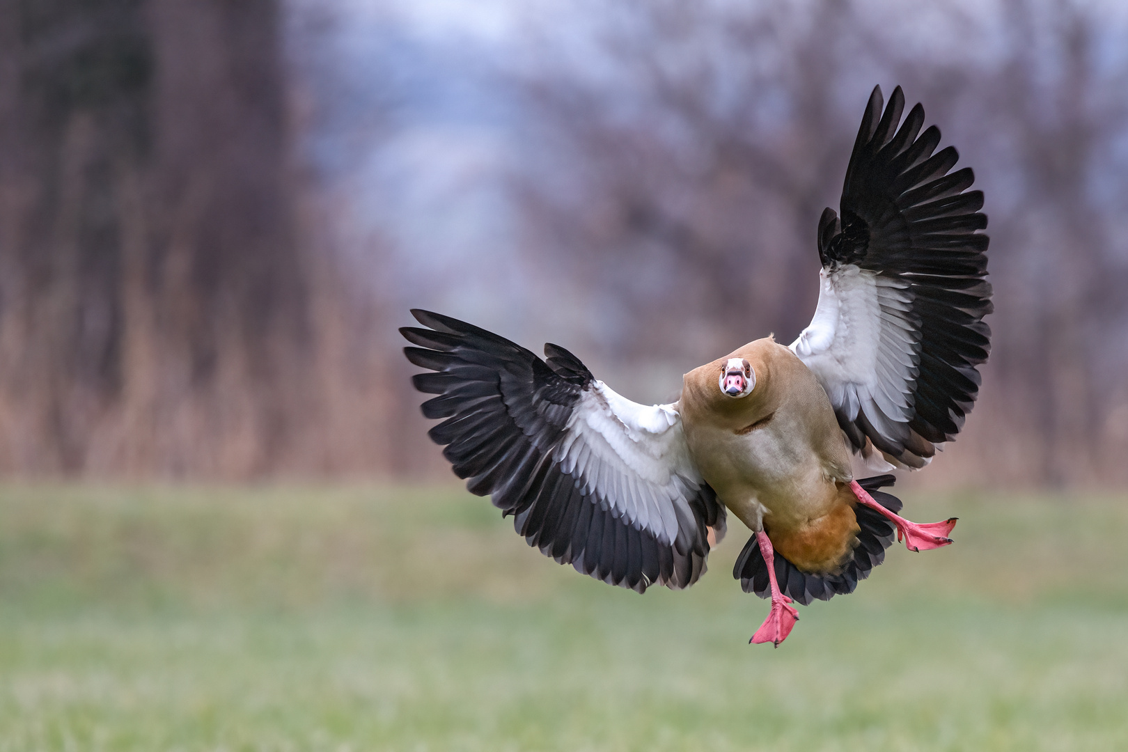 Nilgans im Anflug