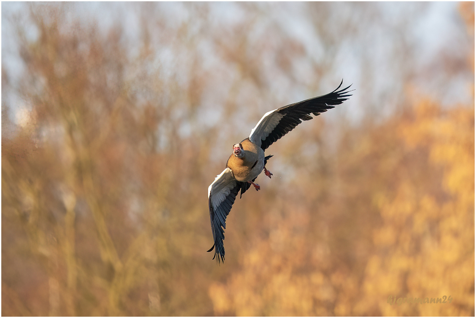 nilgans im anflug....