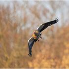 nilgans im anflug....